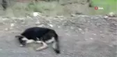Köpekler Bayıltılarak Ormanlık Alana Atıldı