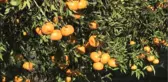 Bodrum Mandalina Hasat Festivaline Doğru