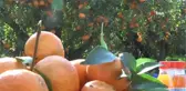 Bodrum Mandalina Hasat Festivali Başlıyor