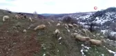 Hayvan Yetiştiricileri Zorlu Kış Mesailerine Başlıyor