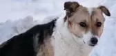 Vefalı Köpek, Kendisini Terk Eden Sahibini -30 Derecede 6 Ay Bekledi