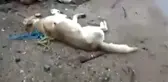 Kırıkkale'de Köpeklerin Zehirli İğne ile Katledildiği İddiası Vatandaşları Ayağa Kaldırdı