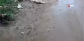 Kırıkkale'de Köpeklerin Zehirli İğne ile Katledildiği İddiası