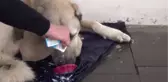Gaün İslahiye Yerleşkesi'ne Sığınan Köpeğe Personel ve Öğrenci İlgisi