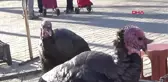 Çanakkale Yılbaşına Özel Yetiştirdiği Hindileri Satıyor