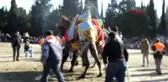 Balıkesir Gömeç'te Deve Güreşi Heyecanı