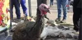 Hindi Fiyatlarını Yüksek Bulan Vatandaşlar Kazlara Yöneldi