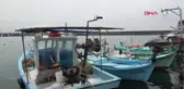 Trabzon Karadeniz'de Artan Yunus Sayısı Balıkçılığı Tehdit Ediyor