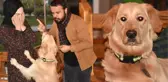 'Bobo' İsimli Köpek, Kadına Şiddet Uygulayanlara Anında Müdahale Ediyor