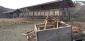 Trabzon Arıcı Ziraat Mühendisinin Başı Ayılarla Dertte
