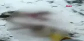 Kayseri Liselinin Öldüğü İlçede, Bu Kez Köpekler Saldırdıkları Köpeği Parçalayıp Yedi