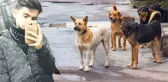 Kayseri'de Liseli Genci Parçalayarak Öldüren Sokak Köpekleri, Dehşet Saçmaya Devam Ediyor