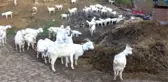 Balıkesir Saanen Keçi Melezlemesiyle Sürünün Süt Verimini Artırdı