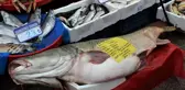Sezonun Rekoru Bu Balık