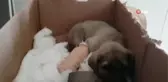 Bacağını Araba Ezen Yavru Köpeğe Belediye Sahip Çıktı