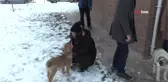 Van'da Sokak Köpekleri İçin Sıkı Çalışma