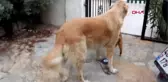 Muğla Bodrum'da Tarım İlaçlı Tavuk Eti Verilen 4 Köpekten 2'si Telef Oldu -1