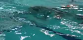 Sualtı Hokeyi'nde Şampiyonlar Belli Oldu
