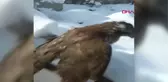 Çorum'da Soğuk Hava Nedeniyle Atmaca Dondu