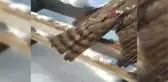 Çorum'da Soğuktan Donmuş Atmaca Bulundu