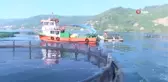 Karadeniz'deki Fırtına Balık Fiyatlarını İkiye Katladı