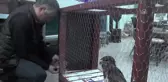Yaralı Halde Bulunan Kartal Tedavi Altına Alındı