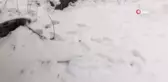 Aç Kurtlar Köye İndi Kangal Köpeğini Parçaladı
