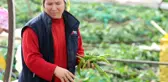 Hortum Faciasının Ardından Acı Hasat