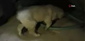 Kazlarından Sonra Şimdi de Köpekleri Katledildi