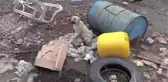 Avukatın Duyarlılığı Kulakları Kesilen 11 Köpeği Kurtardı
