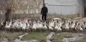 Yetiştirdiği Fransız Kazlarını Ne Teklif Edilirse Edilsin Satmıyor