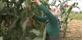 Çiftçilerin Yüzde 52'si Ödediği Faiz Oranını Bilmiyor