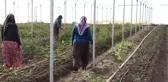 Sevgililer Günü Çiçekleri Köylü Kadınlardan
