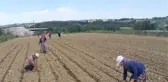 Lahana Fiyatı Üreticinin Yüzünü Güldürüyor
