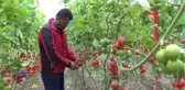 Antalya Üretici Tanzim Satışa Karşı Değil