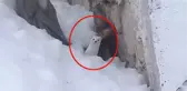 Ender Olarak Görülen Beyaz Gelincik Köye İndi, Vatandaş Görüntüledi