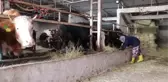 Arkadaşlarına Heves Etti Üretici Oldu - Tekirdağ