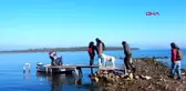 Balıkesir Ayvalık'ın Nergis Dolu Çiçek Adası