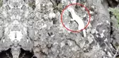 Beyaz Gelincik, Tunceli'nin Ardından Gümüşhane'de Ortaya Çıktı