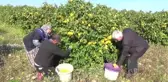 Aşırı Yağış Limon Hasadını Geciktirdi