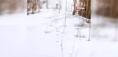 Bitlis'te Beyaz Gelincik Görüntülendi