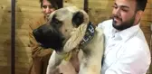 Kangal Köpeklerinin Güneydoğulu Rakibi Kurtboğan, Fuarın Gözdesi Oldu