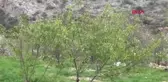 Mersin Yılın İlk Çağlası, Işıklı'dan