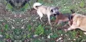 Yolunu Şaşırıp Köye İnen Kurdu, Kangal Köpekleri Telef Etti