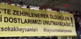 Bodrum'da Köpeklerin Zehirlenmesi, Tribünlerde Protesto Edildi