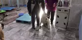 Yaralı Köpekler Tedavi Altına Alındı - Gaziantep