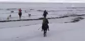 Atları Yarışlara Karda Hazırlıyorlar