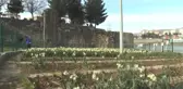 Cizre 