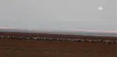 Seyfe Gölü Misafirlerini Erken Ağırlamaya Başladı