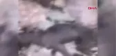 Kırklareli'de Yakılmış Kedi ve Köpek Ölüleri Bulundu